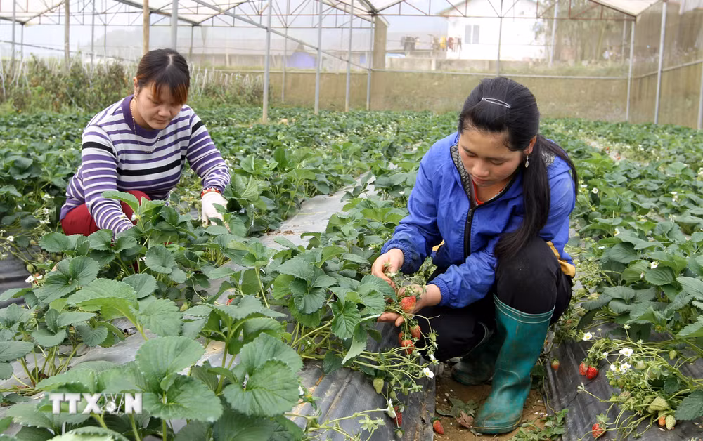 ttxvn-lao-cai-nong-nghiep-tu-cong-nghe-cao-095248373-3775779.jpg