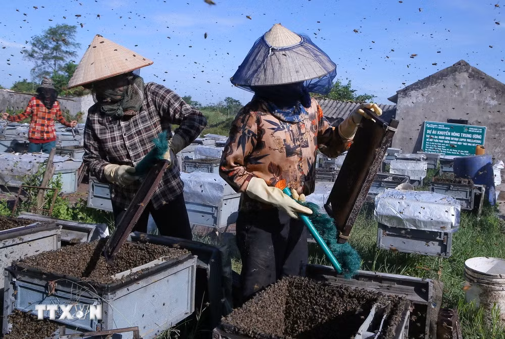 ttxvn-mat-ong-vuon-quoc-gia-xuan-thuy-8152114.jpg
