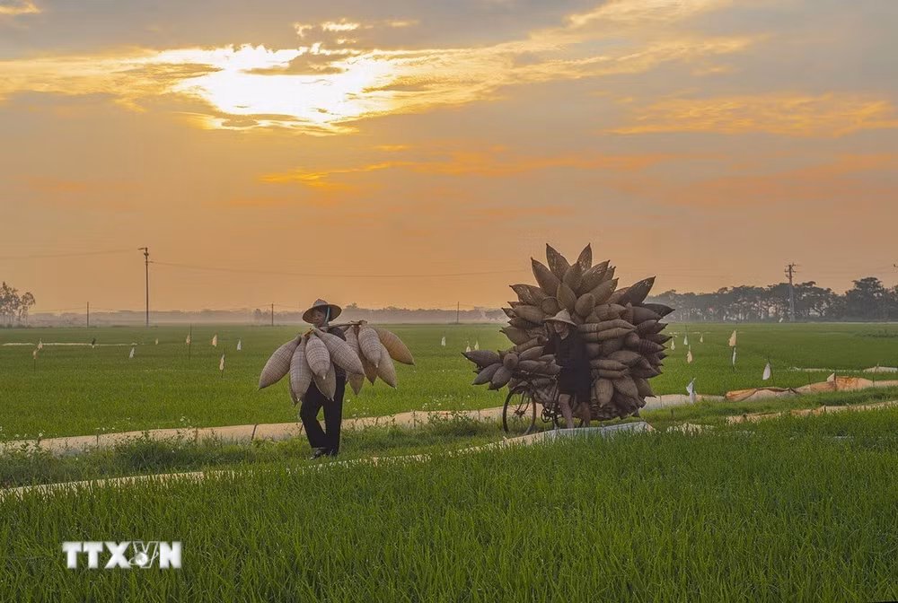 ttxvn-lang-nghe-dan-do-thu-sy-noi-luu-giu-net-dep-hon-que-8067604-1.jpg