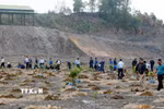 Huyện Ba Chẽ sẽ trồng tập trung khoảng 5.000ha. (Ảnh minh họa: Văn Đức/TTXVN)