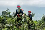 Phụ nữ người Dao hái chè Xuân trên đỉnh Tây Côn Lĩnh. (Ảnh: Đức Thọ/TTXVN)