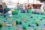 Trung bình mỗi tàu cá ở xã Tịnh Kỳ, thành phố Quảng Ngãi khai thác được từ 7-10 tấn cá cơm. (Ảnh: Phạm Cường/TTXVN)