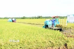 Thu hoạch lúa tại mô hình Đề án 1 triệu hecta lúa chất lượng cao. (Ảnh: Trung Hiếu/TTXVN)