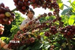 Thu hoạch càphê ở vùng trồng của Công ty Simexco Daklak, thành phố Buôn Ma Thuột, tỉnh Đắk Lắk. (Ảnh: Vũ Sinh/TTXVN)