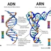 Hình minh họa ADN và ARN. (Nguồn: ecosistemas)