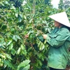Người dân xã Hướng Phùng (huyện Hướng Hóa, Quảng Trị) thu hoạch càphê Arabica. (Ảnh: Nguyên Linh/TTXVN) 