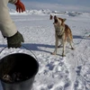 Người dân cho chó ăn thịt hải cẩu ở Qaanaaq, Greenland. (Nguồn: The Washington Post)