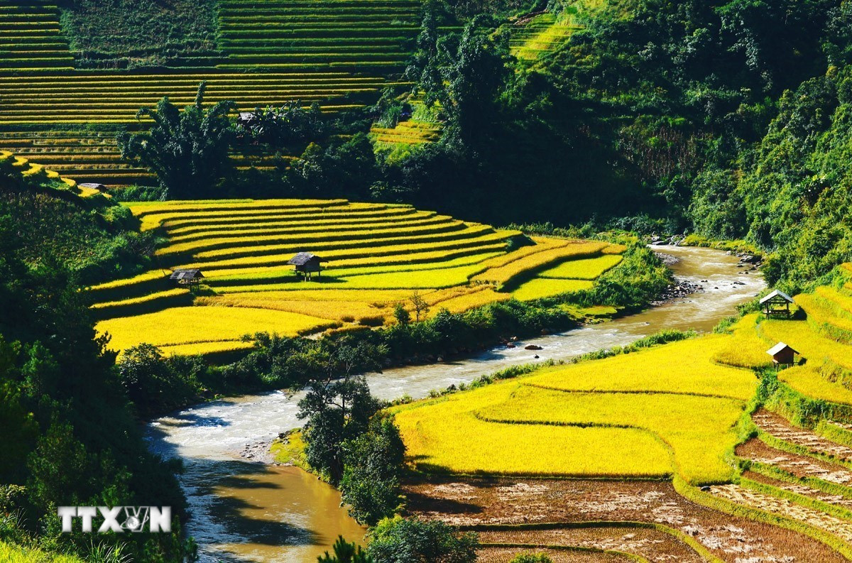 Khám phá các ruộng bậc thang đẹp nhất Lào Cai vào mùa lúa chín