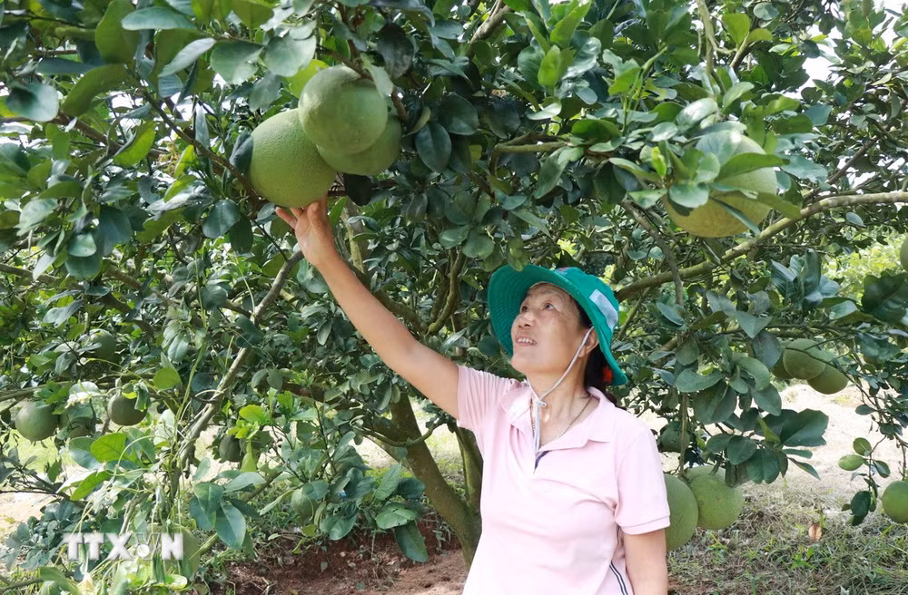 ttxvn-2109-buoi-da-xanh.jpg