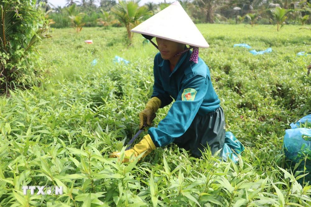Dịch vụ giúp việc Gia Hoàng tại Xã Long Điền – Giải pháp hoàn hảo cho gia đình bạn