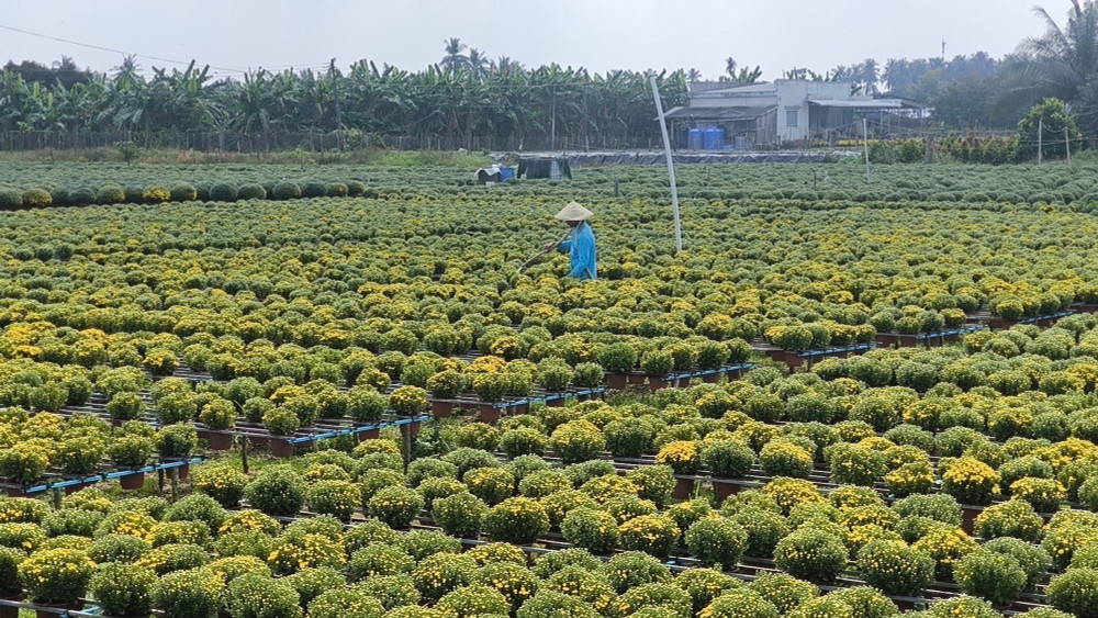 Hoa cúc mâm xôi hút hàng dịp Tết Nguyên đán Bính Ngọ 2026 | Vietnam+  (VietnamPlus)