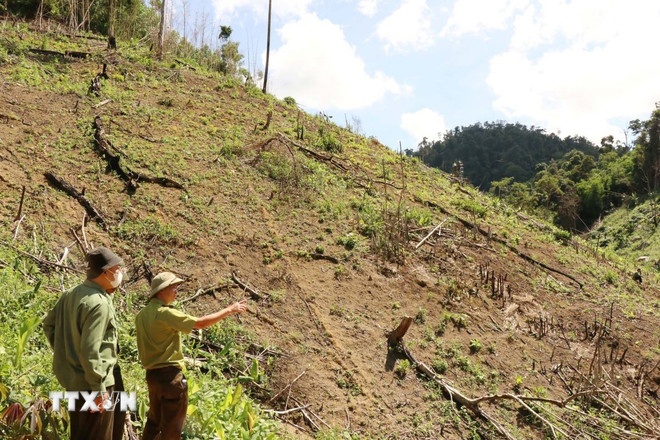 ttxvn-lan-chiem-dat-rung-tai-dak-lak-1205-2.jpg