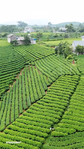 Vùng sản xuất chè an toàn Cầu Đá, xã La Bằng. (Nguồn: Vietnam+)