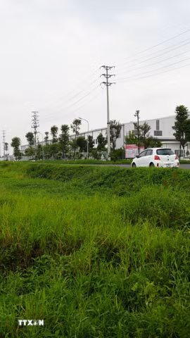 Hiện tỉnh Hưng Yên có hàng vài chục ha đất nông nghiệp đang bị để hoang. (Ảnh: Mạnh Khánh/TTXVN)