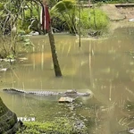 Ảnh minh họa. (Ảnh: TTXVN phát)