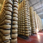 Phomát được chế biến tại Tortiano, Parma, Italy. (Nguồn: THX/TTXVN(