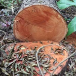 Hiện trường một gốc cây bị chặt vẫn còn thân chưa vận chuyển đi. (Ảnh: Trung Kiên/TTXVN)