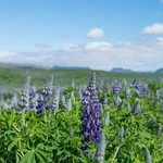 Hoa Lupin. (Nguồn: Wikipedia)