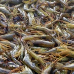 (Ảnh minh họa: Kyodo/TTXVN)