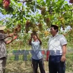 Nhiều giống nho, táo mới, chất lượng cho Nam Trung Bộ