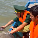 Cà Mau thả cá thể Đồi mồi và Vích về với biển. (Ảnh TTXVN phát)