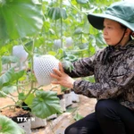 Mô hình trồng dưa lưới theo công nghệ Israel cho hiệu quả kinh tế cao. (Ảnh: Thế Duyệt/TTXVN)