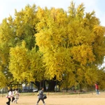 Cây bạch quả 1.300 năm tuổi. (Nguồn: Korea Times)