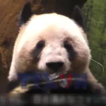 Gấu trúc khổng lồ khép lại chặng đường tại Nhật Bản để trở về Trung Quốc