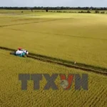 Nông dân Đồng Tháp và hành trình “biến” rơm thành tiền