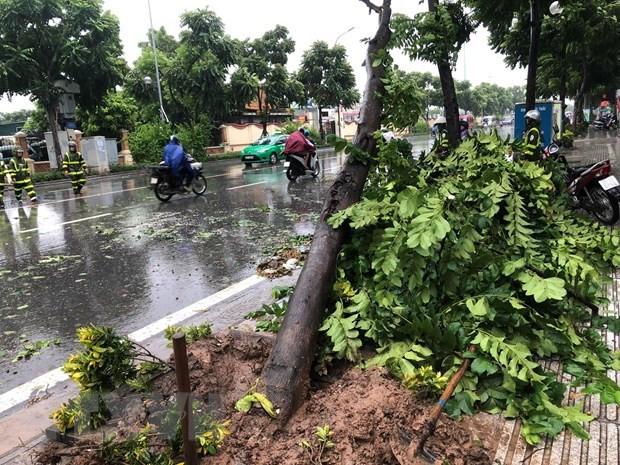 (Ảnh: Huy Hùng/TTXVN) Đắk Lắk: Gió lớn đổ cây làm một người bị thương nặng ảnh 1