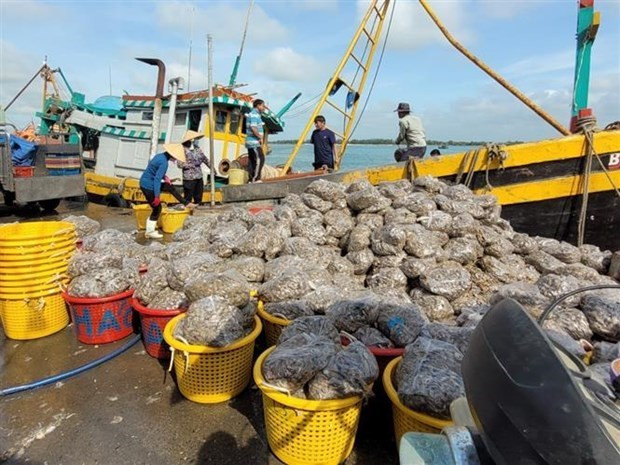 Một tàu giã cào bốc dỡ thủy sản tại cảng cá . (Ảnh: Hoàng Nhị/TTXVN) Thúc đẩy tiêu thụ nông sản, chống khai thác hải sản bất hợp pháp ảnh 2