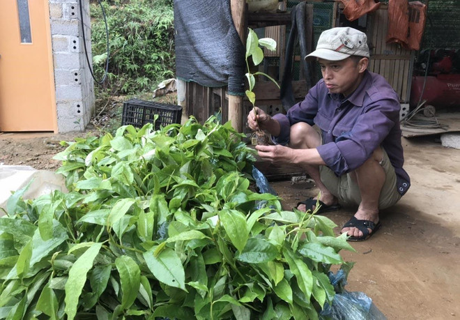 Người dân bức xúc vì cây giống được cấp phát với giá cao bất thường ảnh 1