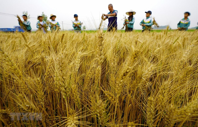 Trung Quốc công bố các thành tựu nổi bật trong khoa học nông nghiệp ảnh 1