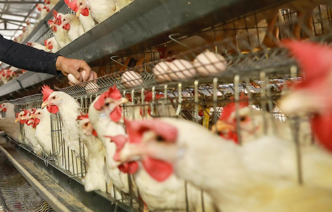 Thêm một quốc gia châu Âu ghi nhận dịch cúm gia cầm bùng phát ảnh 1