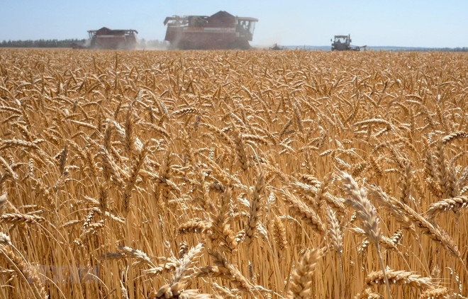 Brazil đồng ý nhập khẩu bột mỳ biến đổi gen của Argentina ảnh 1