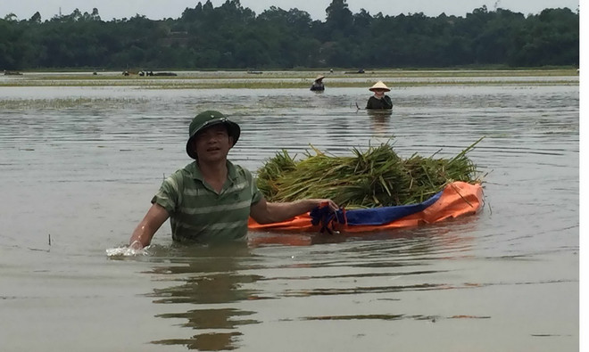 Mưa lũ và giông lốc làm 2 người chết, nhiều diện tích hoa màu bị ngập ảnh 1