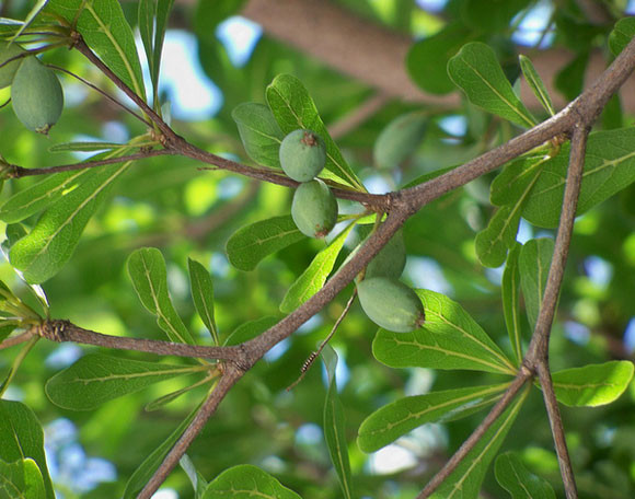 Hà Nội trồng bàng lá nhỏ thay thế cây phong tại hai tuyến đường ảnh 1