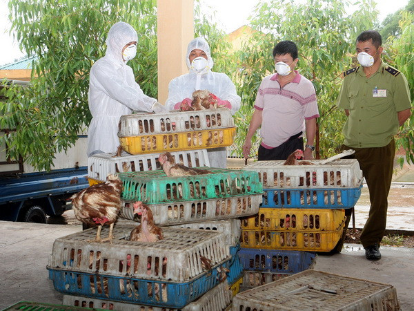 Bắt giữ hơn 300kg gia cầm nhập lậu từ Trung Quốc ảnh 1