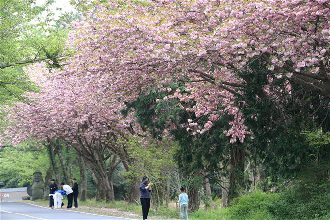 Hàn Quốc trải qua mùa Xuân ấm nhất trong vòng 50 năm qua ảnh 1