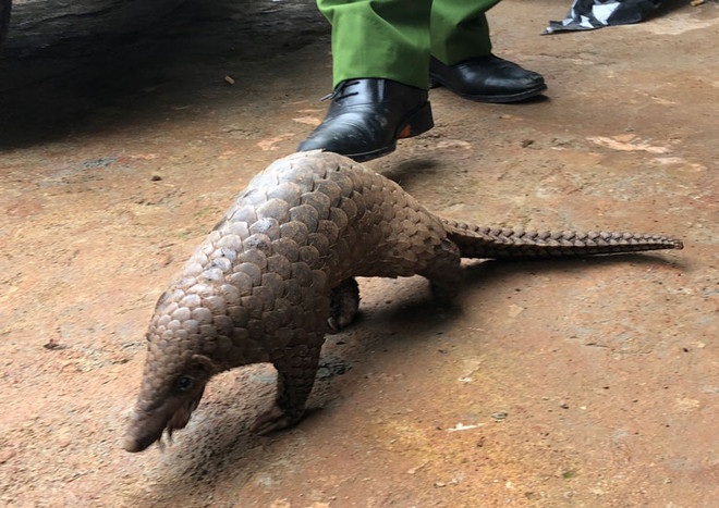 Lâm Đồng: Bắt quả tang đối tượng buôn bán 80 cá thể động vật hoang dã ảnh 1