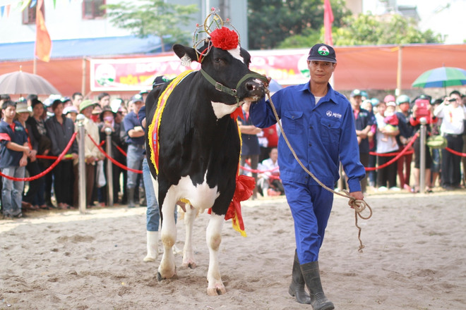 Hoa hậu Bò sữa: Ngày hội độc đáo trên thảo nguyên Mộc Châu ảnh 2