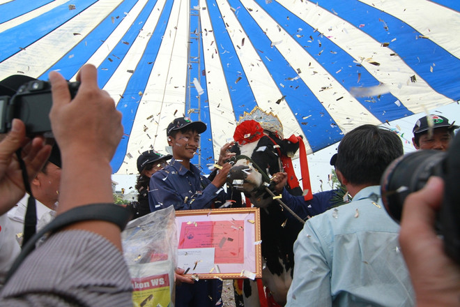 Hoa hậu Bò sữa: Ngày hội độc đáo trên thảo nguyên Mộc Châu ảnh 1