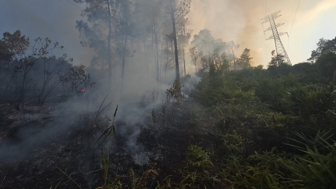 Thừa Thiên-Huế: Đã dập tắt đám cháy tại rừng thông nhiều năm tuổi ảnh 1