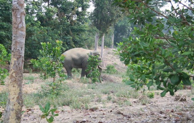 Quảng Nam: Một đàn voi rừng lại xuất hiện tại huyện Nông Sơn ảnh 1
