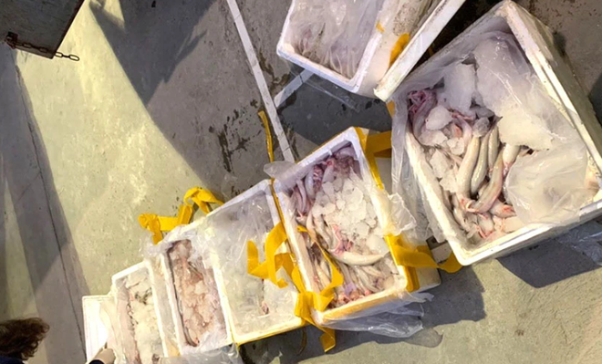 Phát hiện xe ô tô chở hơn 3,2 tấn cá khoai chứa Formol ảnh 1