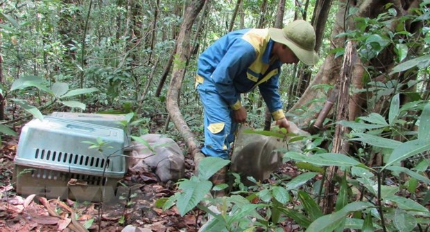 Bình Phước: Tái thả 7 cá thể động vật rừng về môi trường tự nhiên ảnh 1
