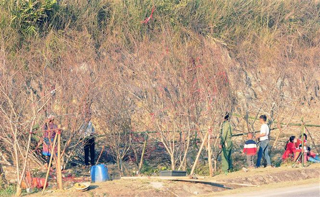 Thị trường ảm đạm, người trồng đào ở Sơn La thấp thỏm lo âu ảnh 2