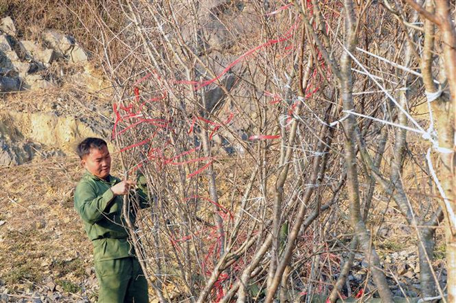 Thị trường ảm đạm, người trồng đào ở Sơn La thấp thỏm lo âu ảnh 1