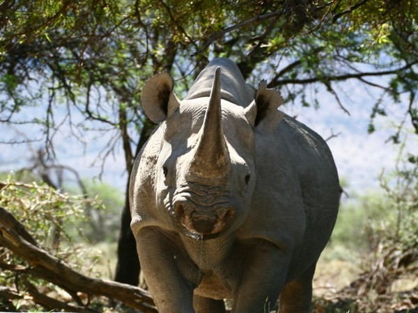 Đẩy mạnh tuyên truyền không sử dụng sừng tê giác ở Việt Nam ảnh 1