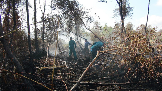 45.000ha rừng tràm U Minh Hạ báo cháy ở cấp cực kỳ nguy hiểm ảnh 1